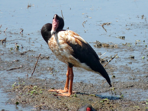 Spaltfussgans